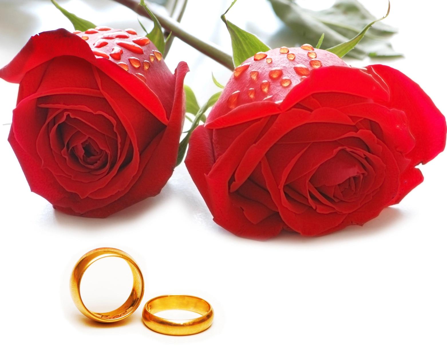 djmike-hochzeit-rosen-ringe